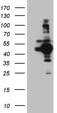 VPS13B antibody