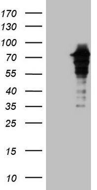 VPS13B antibody