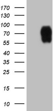 VPS13B antibody