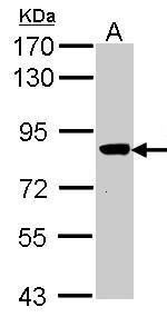 VPS16 Rabbit Polyclonal Antibody