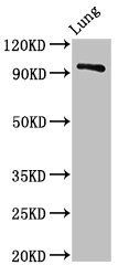 VPS16 Antibody