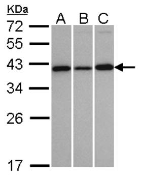 Vps20-associated 1 homolog antibody