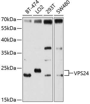 VPS24 antibody