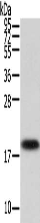 VPS25 Antibody