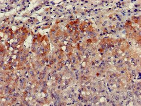 VPS29 Antibody