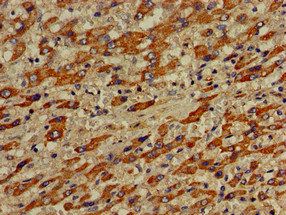 VPS33A Antibody
