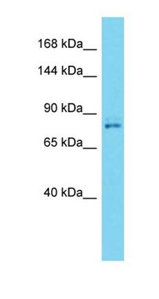 Vps35 antibody