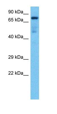 VPS35 antibody