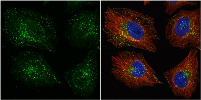 VPS35 antibody