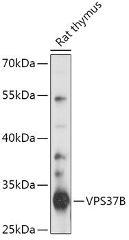 VPS37B antibody