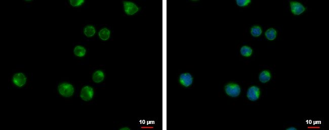 VPS37C antibody [N1], N-term