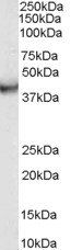Goat anti-VPS37C Antibody