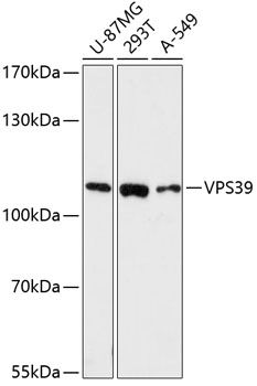 VPS39 antibody