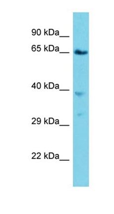Vps45 antibody