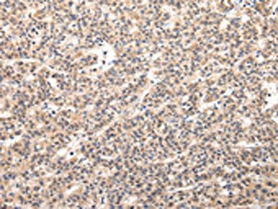 VPS54 antibody