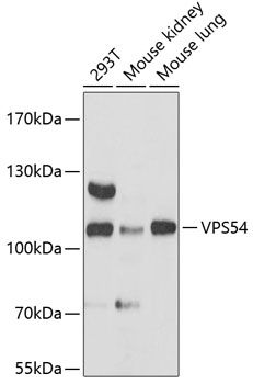 VPS54 antibody