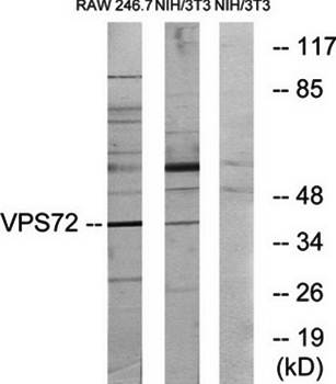 VPS72 antibody