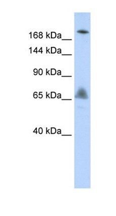 VPS8 antibody
