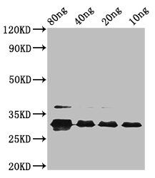 vpx Antibody