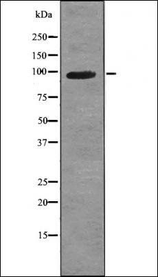 VR1 (Phospho-Ser503) antibody