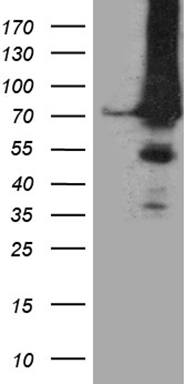 VRK2 Antibody