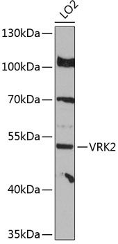 VRK2 antibody