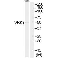 VRK3 antibody