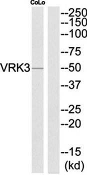 VRK3 Antibody