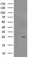 VSIG2 antibody