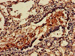 VSIG4 Antibody
