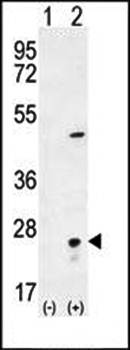 VSNL1 antibody