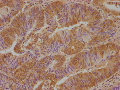 VSTM2L Antibody