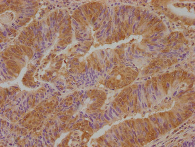 VSTM2L antibody