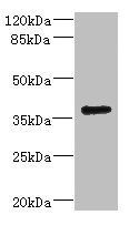 VSX1 Antibody