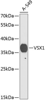 VSX1 antibody