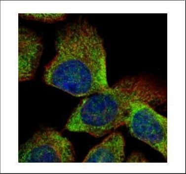 vesicle trafficking 1 Antibody