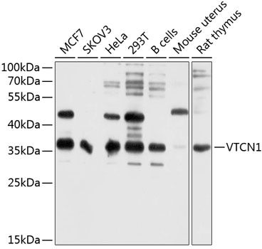 VTCN1 antibody