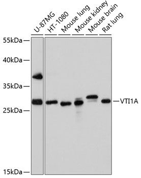 VTI1A antibody