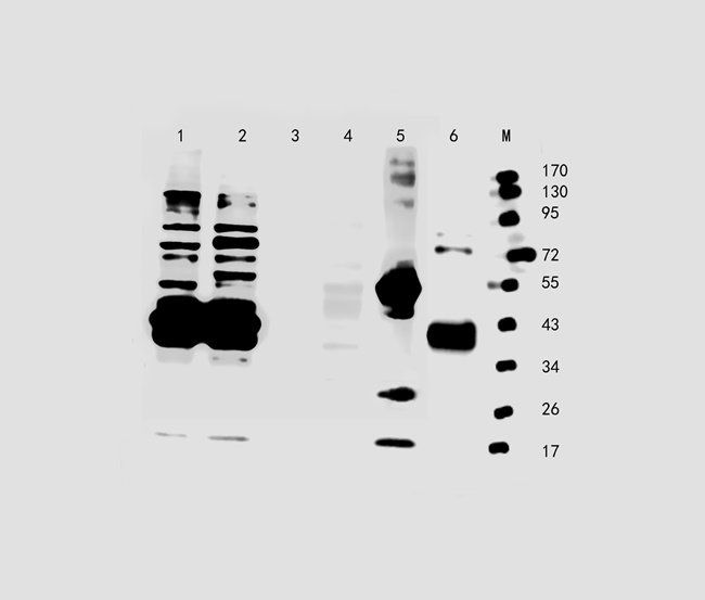 VTI1A antibody