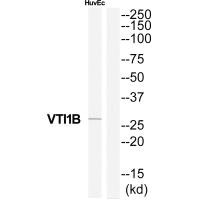 VTI1B Antibody