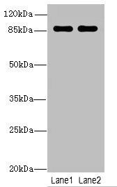 VWA5A antibody