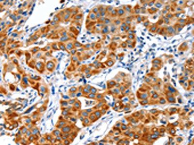VWA5A Antibody