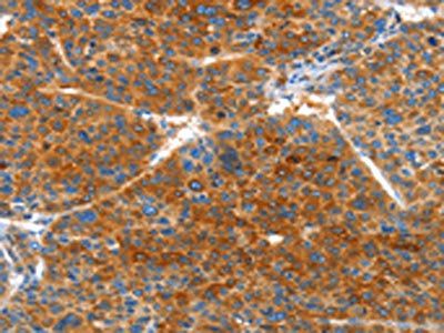 VWA5A Antibody