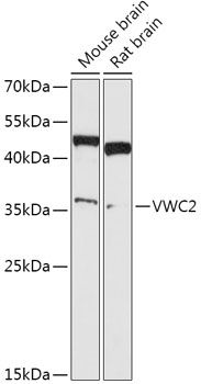 VWC2 antibody