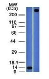 vWF antibody