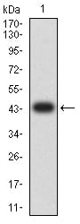 CD57 Antibody
