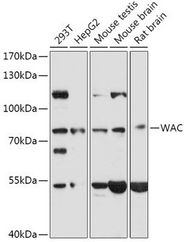 WAC antibody