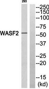 WASF2 antibody
