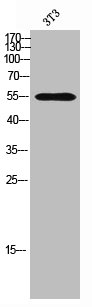 WASF3 Antibody
