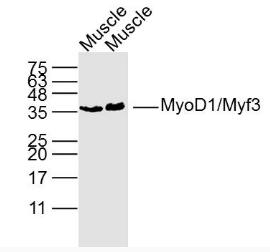 MyoD1/Myf3 Polyclonal Antibody